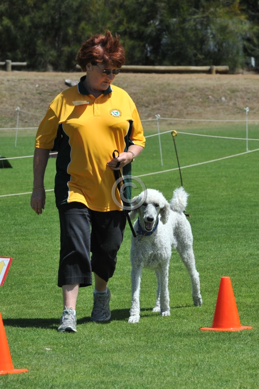 DOG_4339.JPG